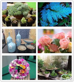 花开盛世，绿意京城——记第二十届中国国际花卉园艺展览会