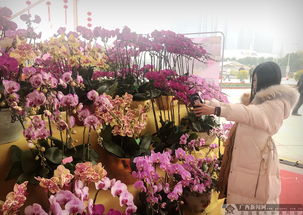 一周酷图榜｜截至1月27日 · 鲜花盆景里的年味与生机